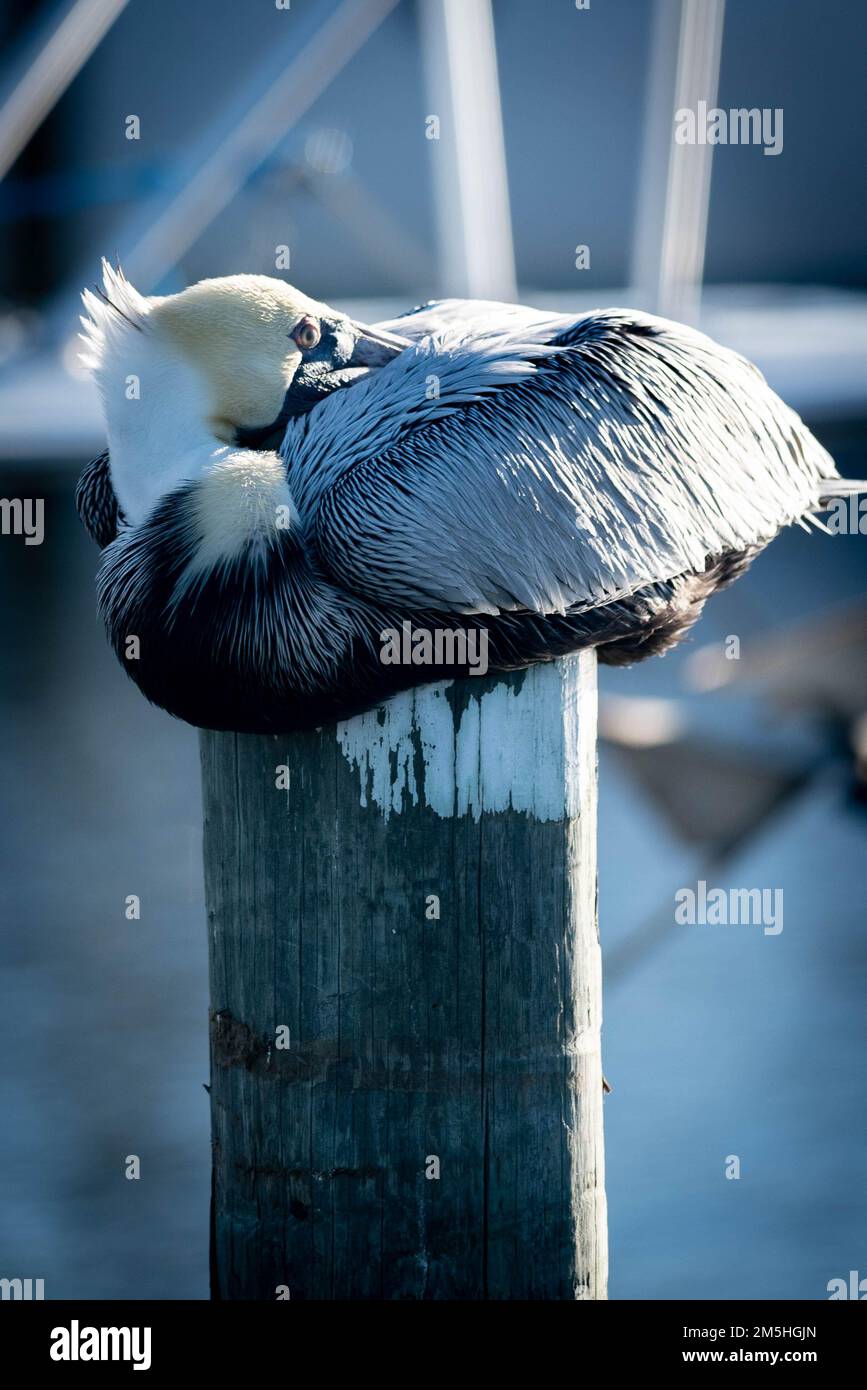 Pélican brun dormant sur un quai en piquant Banque D'Images