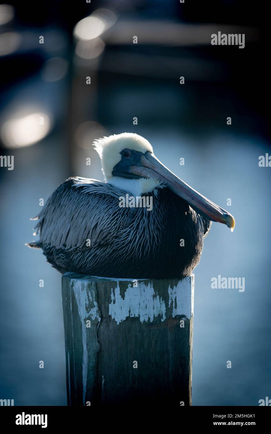 Pélican brun en Floride Banque D'Images