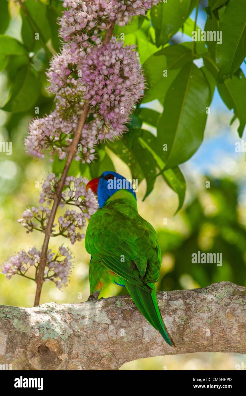 Rainbow Lorikeet Trichoglossus moluccanus dans les Blossoms d'Evodia Banque D'Images