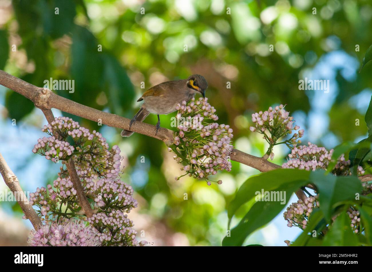 Chrysopes caligavis Banque de photographies et d’images à haute