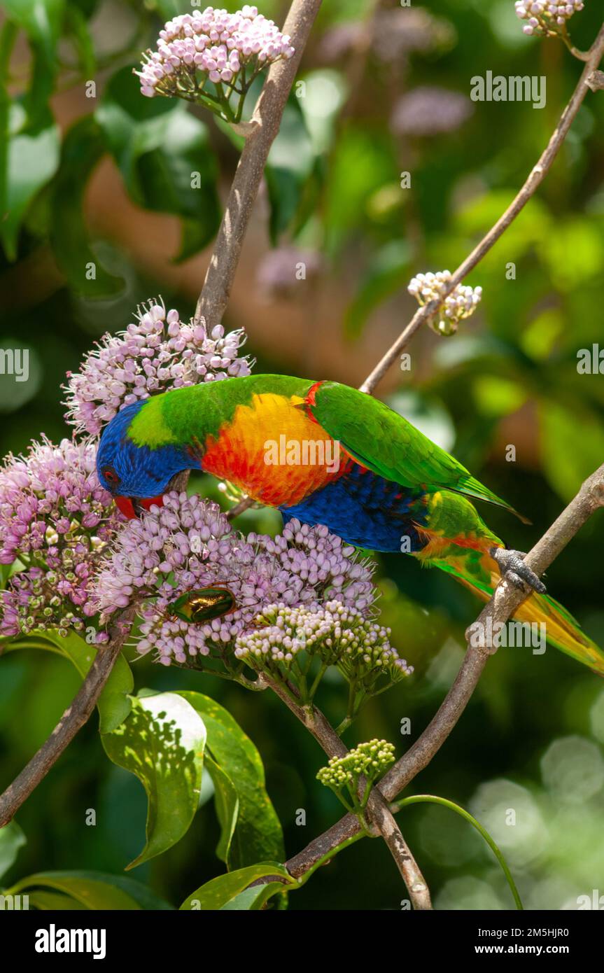 Rainbow Lorikeet Trichoglossus moluccanus dans les Blossoms d'Evodia Banque D'Images