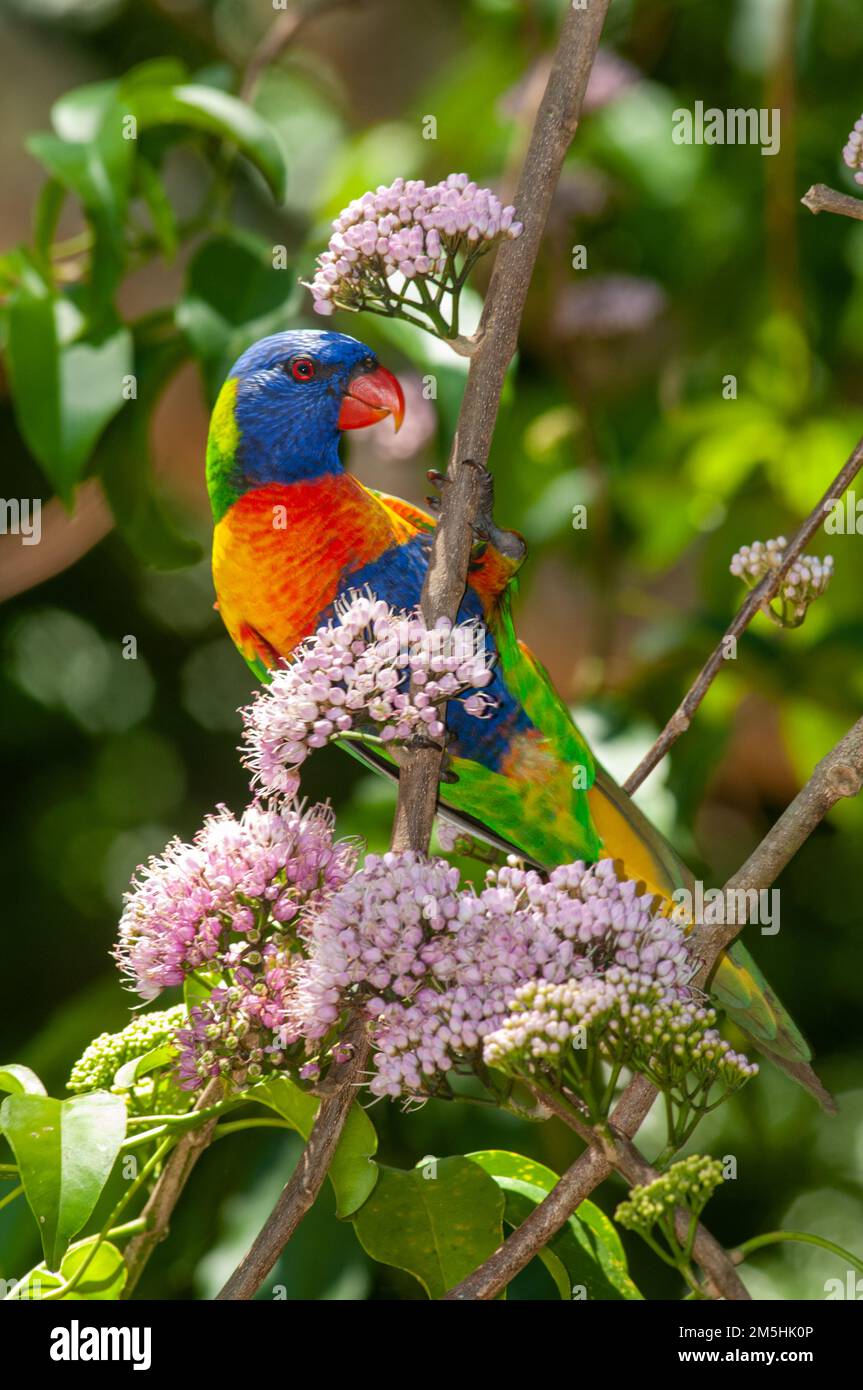 Rainbow Lorikeet Trichoglossus moluccanus dans les Blossoms d'Evodia Banque D'Images