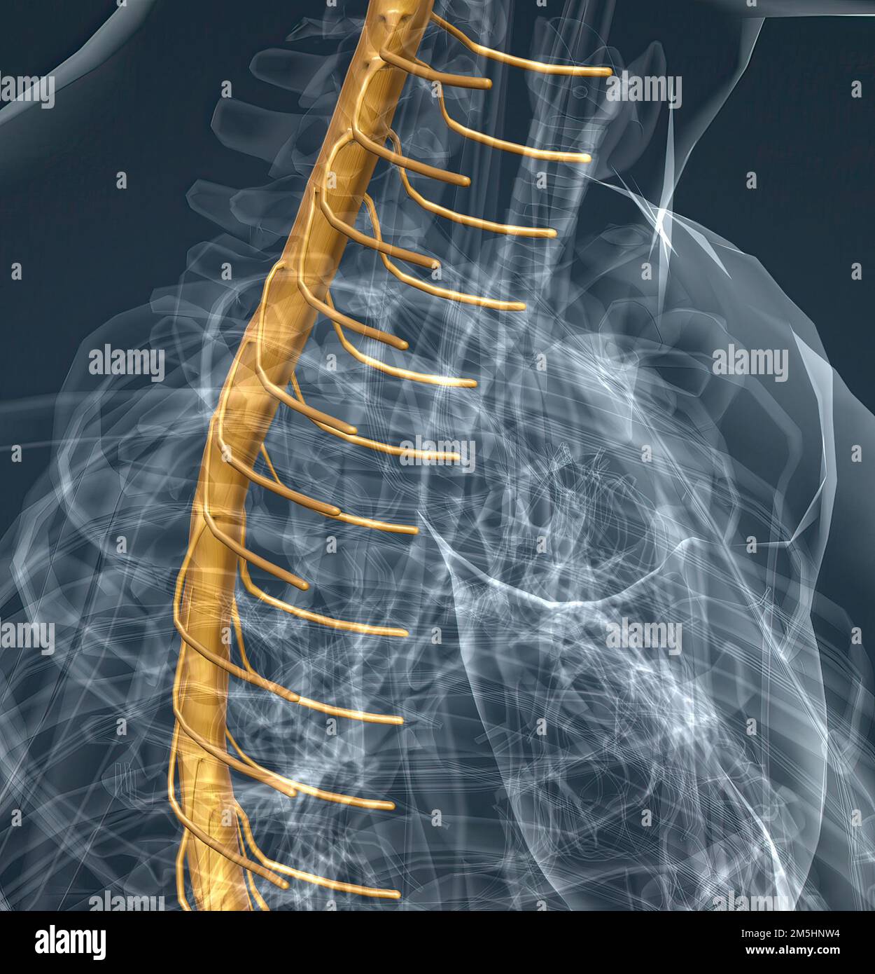Les nerfs spinaux sont regroupés dans les régions cervicale, thoracique,  lombaire, sacrée et coccygienne correspondantes de la colonne vertébrale.  3d illustration Photo Stock - Alamy