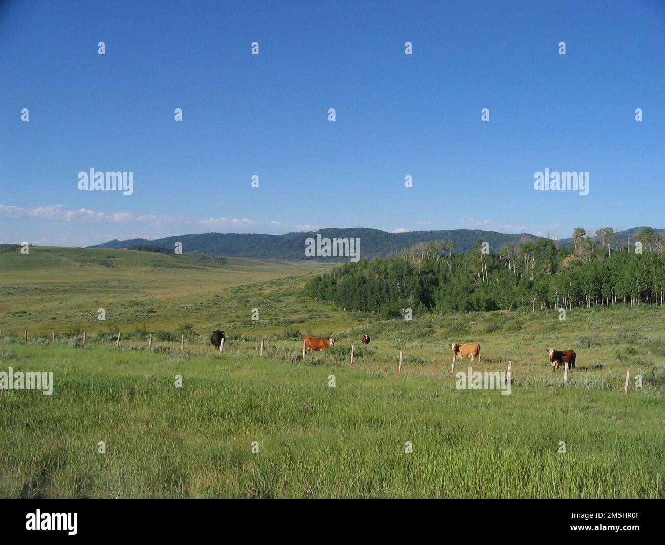 Pioneer Historic Byway - pâturages de montagne. Les arbres s'étendant des montagnes font une belle maison temporaire pour les vaches qui pâturage dans les champs. Lieu : entre China Hat formation et Freedom, Idaho (42,996° N 111,051° O) Banque D'Images