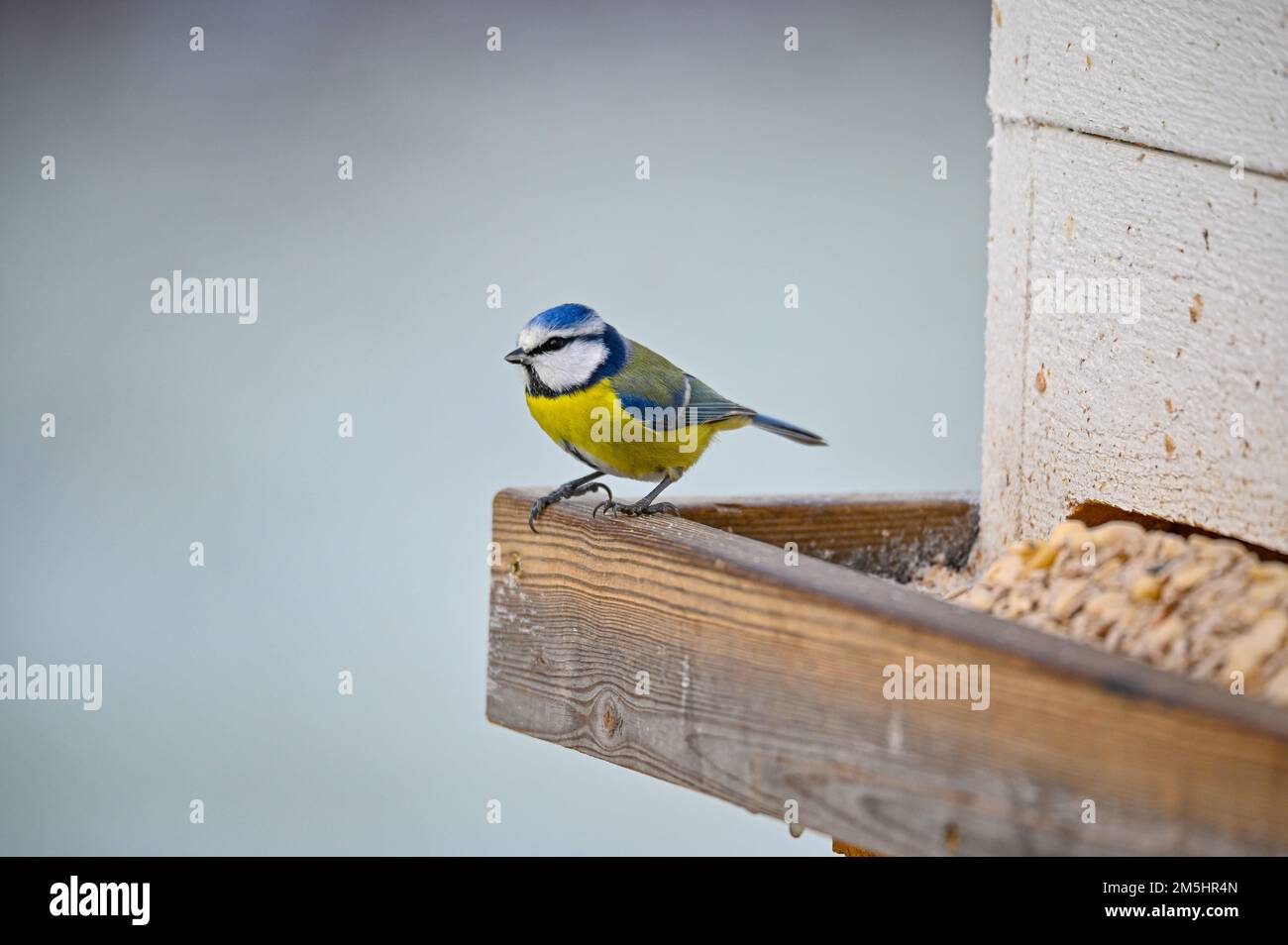 Dîme bleu eurasien dans le jardin Kumla Suède Banque D'Images