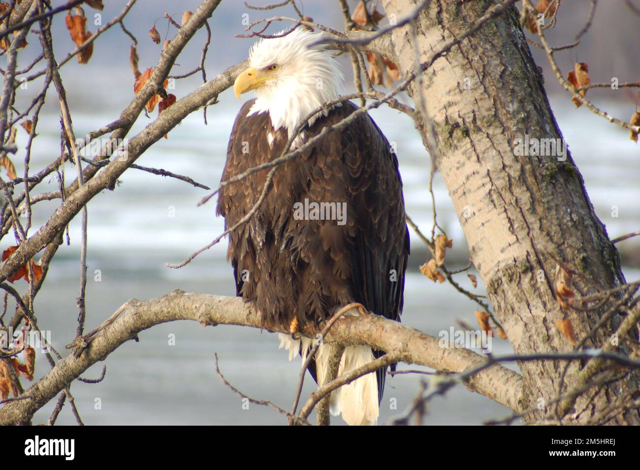 Haines Highway - Valley of the Eagles - Bald Eagle à la réserve de Chilkat Bald Eagle de l'Alaska. La lumière du soleil du matin illumine un aigle à tête blanche comme il se trouve dans un arbre dans la réserve d'aigle à tête blanche de Chilkat en Alaska. Alaska Chilkat Bald Eagle Preserve, Alaska Banque D'Images
