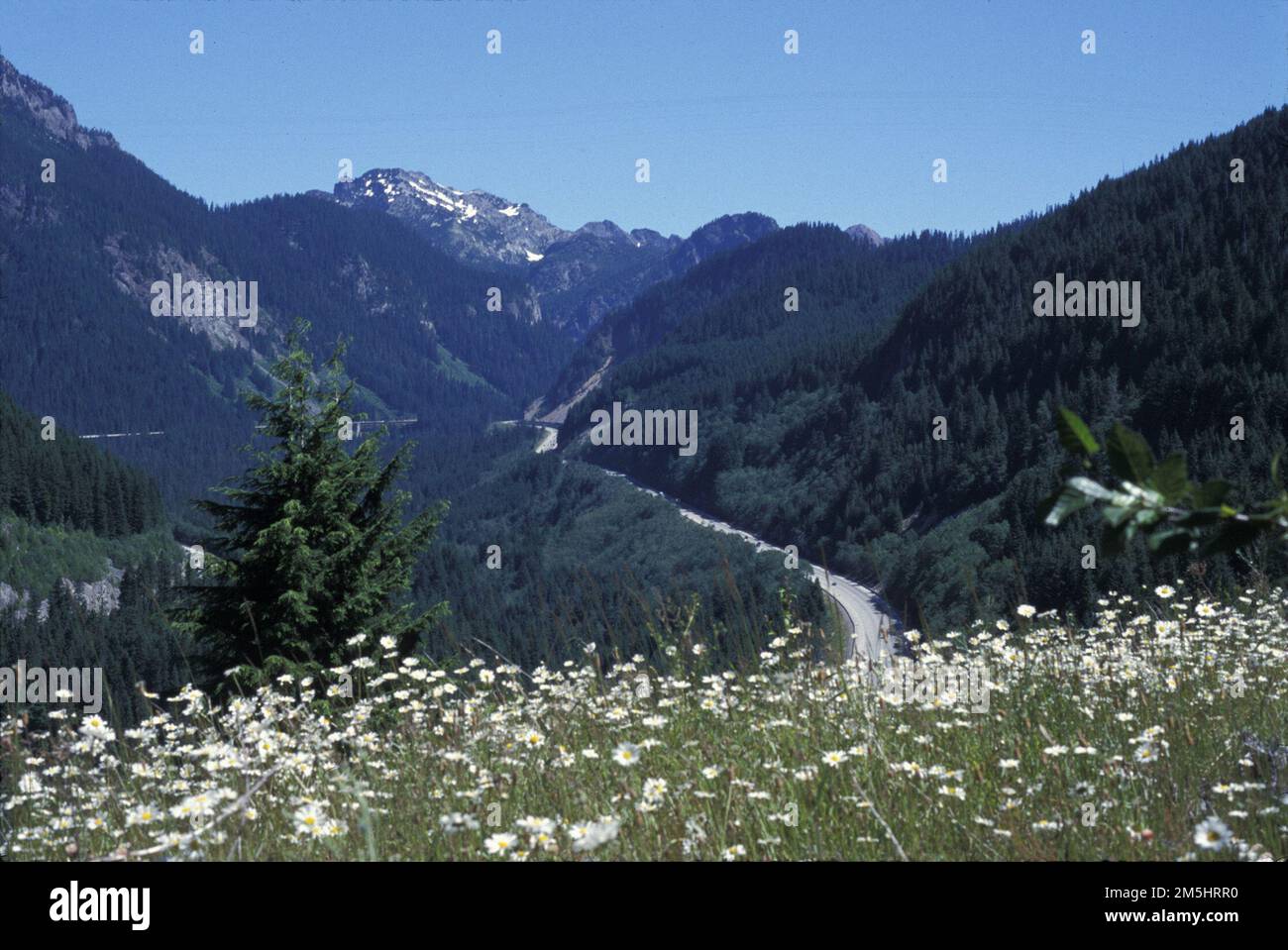 Montagnes à Sound Greenway - I-105 - Scenic White Flowers au-dessus de I-90. Les montagnes à Sound Greenway tournent autour d'un flanc de montagne boisé dans le col de Snoqualmie. Des fleurs blanches remplissent un champ au premier plan sous un ciel bleu brillant. Lieu: Snoqualmie Pass, Washington (47,444° N 121,677° O) Banque D'Images