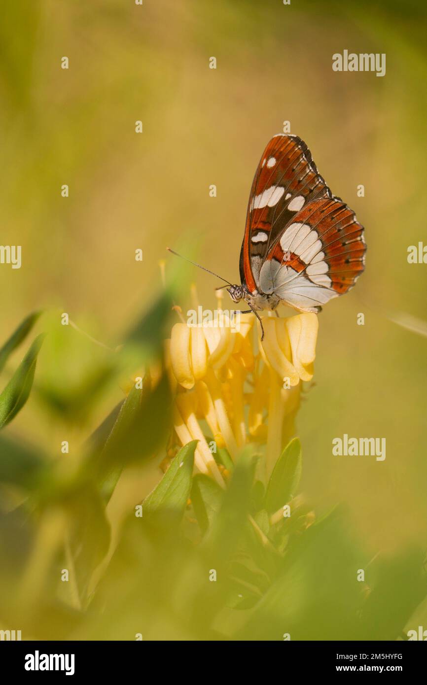 Dessous de papillon de l'amiral blanc du sud (Limenitis reducta). Photographié en Israël en août Banque D'Images