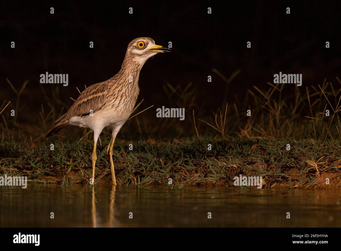 Courlis de pierre, genou épais eurasien ou Courlis de pierre eurasien (Burhinus oedicnemus). Cet oiseau de passage à gué se trouve dans les scroblands secs ouverts d'Europe, au nord De L'A Banque D'Images