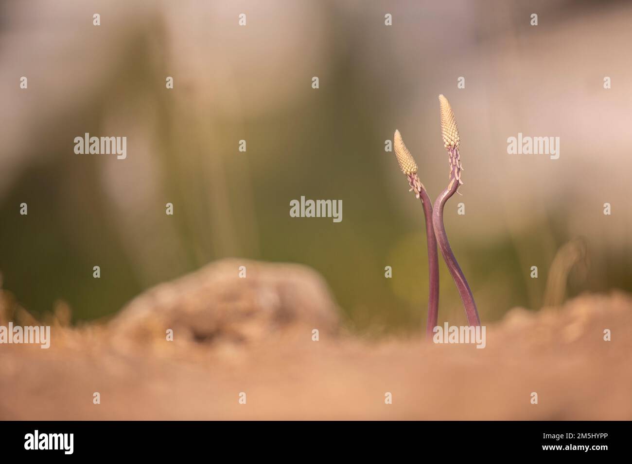 Squill de la mer, (Drimia maritima) Israël, automne septembre Banque D'Images