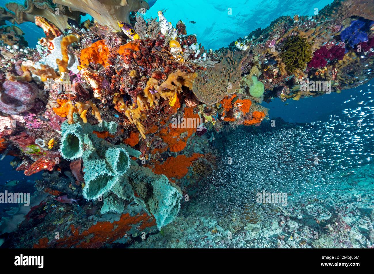 Récif pittoresque avec des éponges et des Softcorals, Raja Ampat Indonésie Banque D'Images