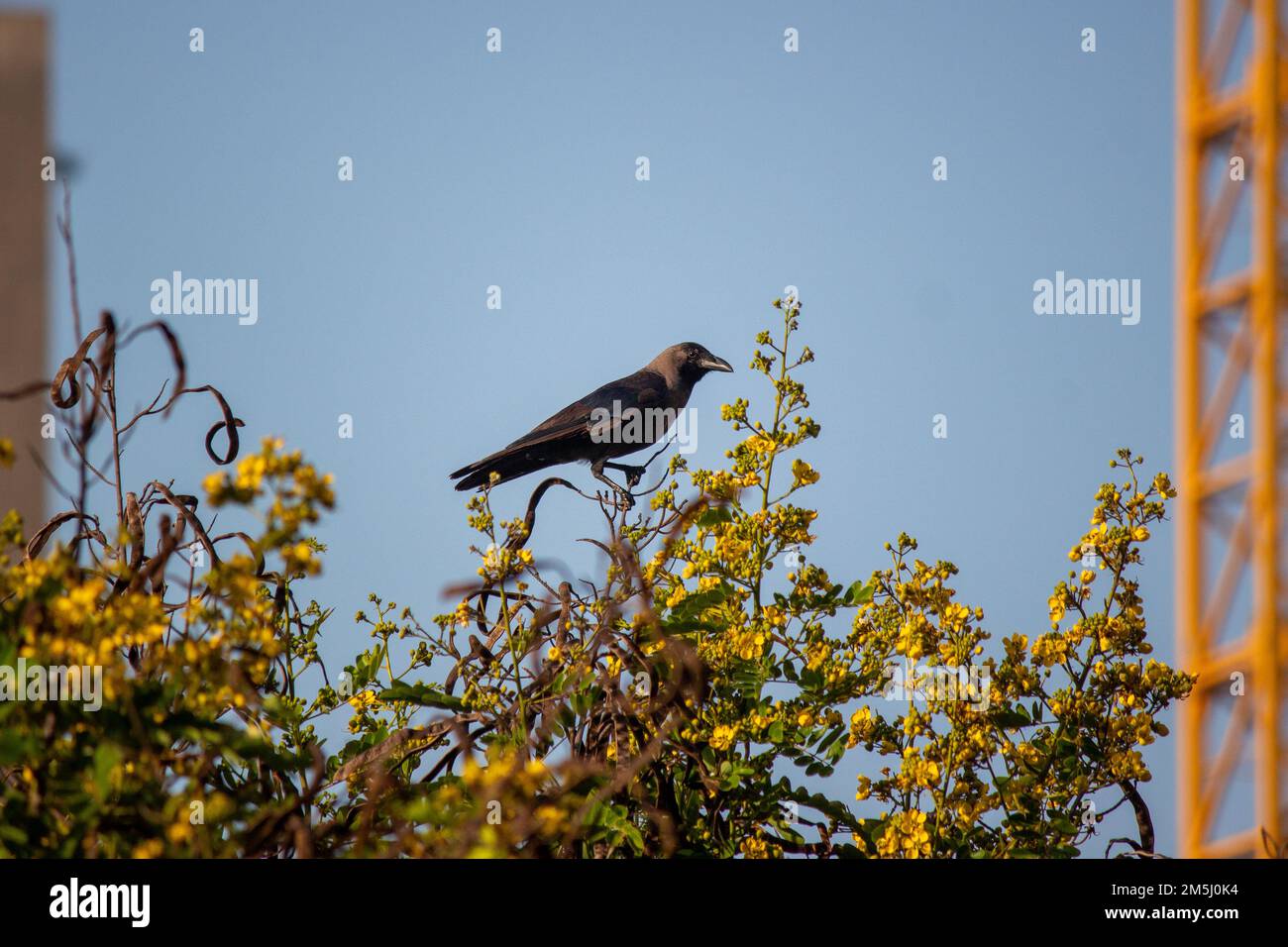 Le Corvus splendens perchée sur un arbre en acacia (Acacia nilotica) aux fleurs jaunes Banque D'Images