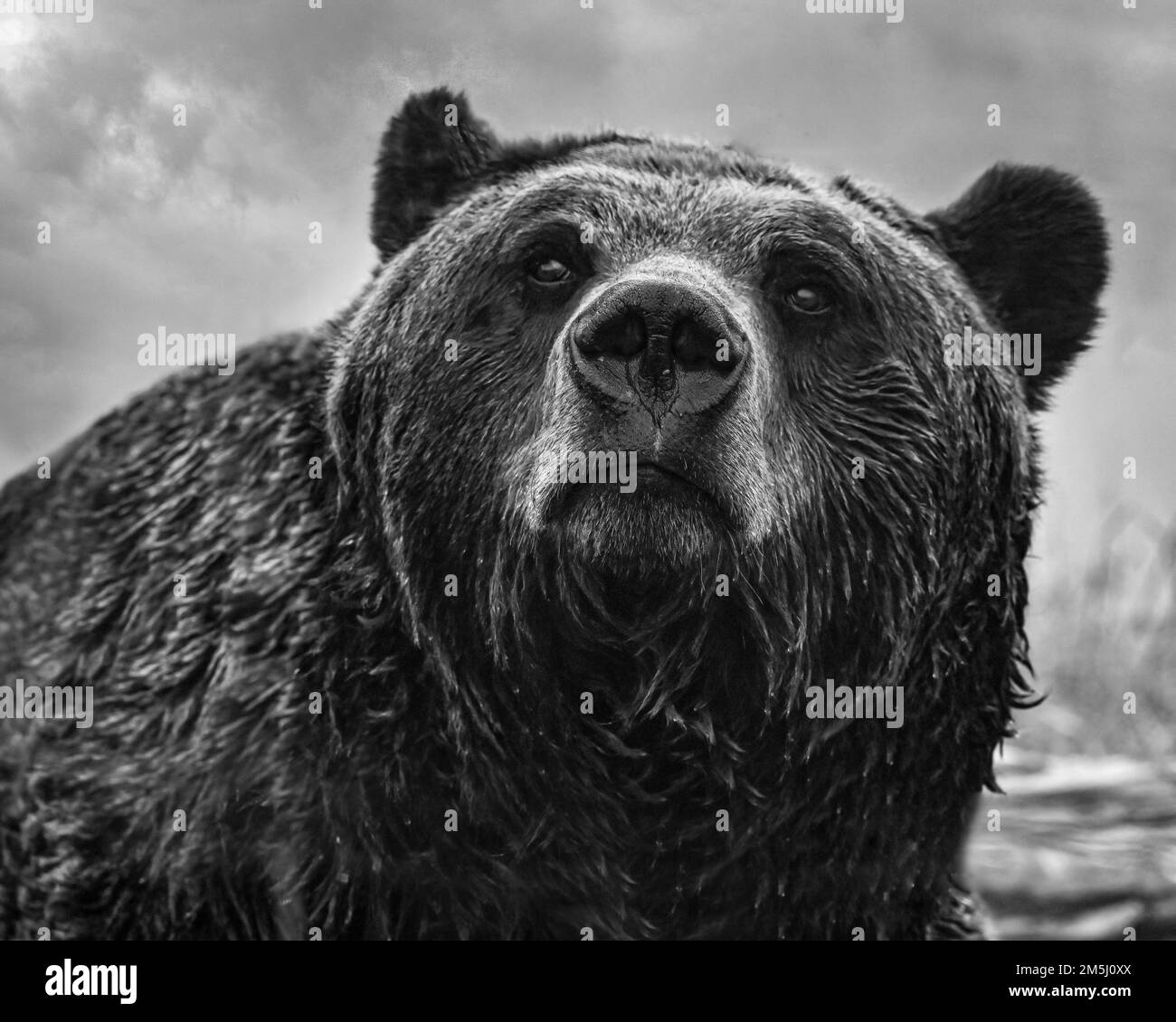 Gros plan d'un ours grizzli en fourrure humide regardant la caméra dans une forêt Banque D'Images