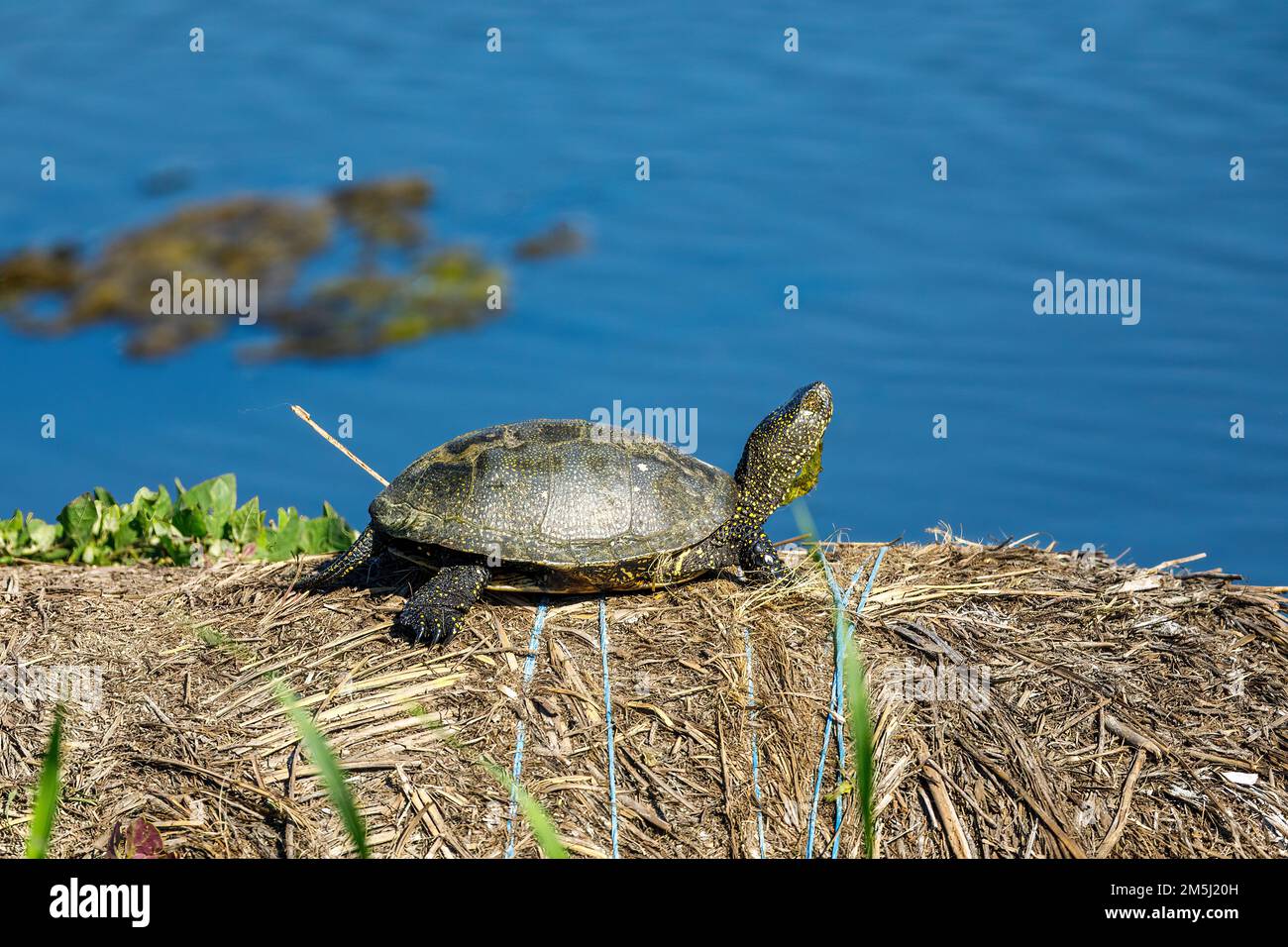 Une tortue d'étang européenne dans les marécages du delta du danube Banque D'Images