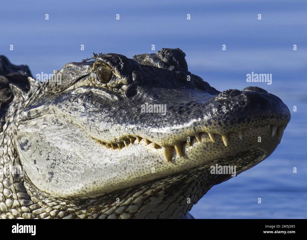 Gros plan de la tête d'alligator américaine montrant l'œil étoilé et une rangée de dents puissantes et acérées avec un fond d'eau bleue en Louisiane Banque D'Images