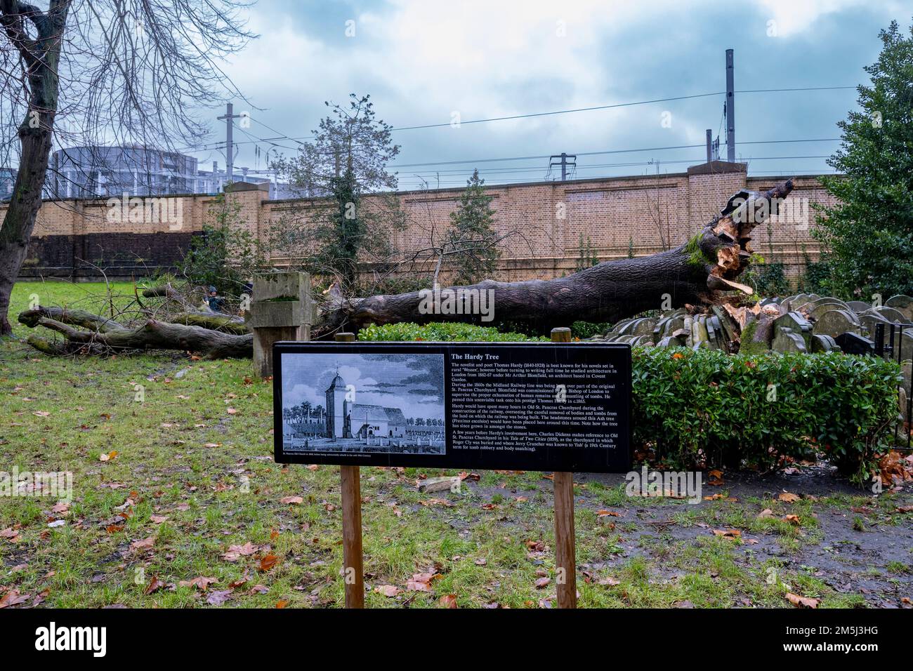 28 décembre 2022, St Pancras, Londres : l'arbre de Hardy, monument naturel des jardins de St Pancras depuis plus de 150 ans, se déllait par les vents saisonniers. Banque D'Images