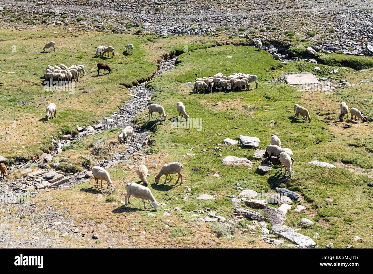Un troupeau de moutons paître dans la chaîne de montagnes de la Sierra Nevada en Andalousie, Espagne Banque D'Images
