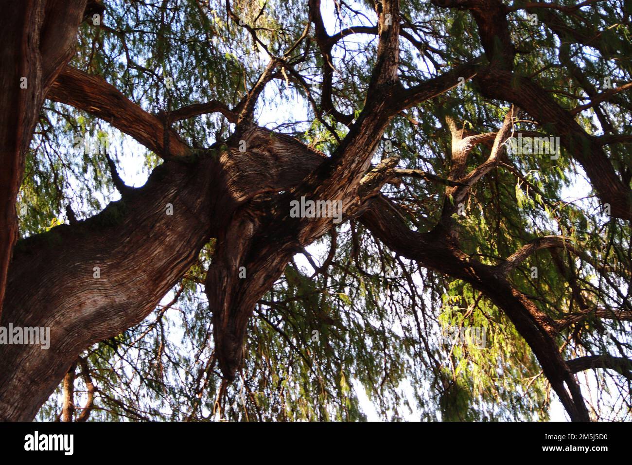 28 décembre 2022, Santa Maria El Tule, Mexique: Vue générale du genévrier gigantesque et unique appelé 'Tule Tree', une des beautés naturelles d'Oaxaca avec plus de 2 000 ans, L'arbre a une hauteur de 40 mètres et un diamètre de 52,58 M. il est situé à Santa María El Tule, à 12 km de la ville d'Oaxaca. 28 décembre 2022 à Santa Maria El Tule, Mexique. (Photo de Carlos Santiago/Eyepix Group) Banque D'Images