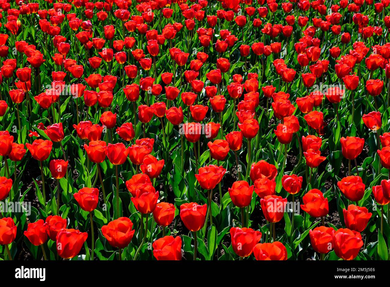 Beaucoup de tulipes rouges vives délicates en pleine fleur dans un jardin ensoleillé de printemps, beau fond floral extérieur photographié avec une mise au point douce Banque D'Images