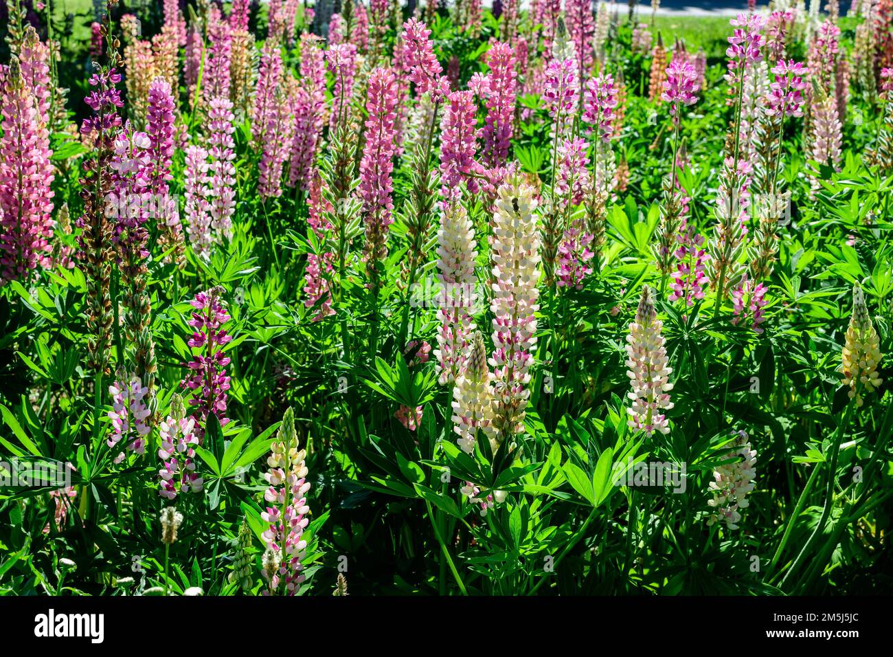 Beaucoup de fleurs roses vives de Lupinus, communément connu sous le nom de lupin ou lupin, en pleine fleur et herbe verte dans un jardin de printemps ensoleillé, belle flore extérieure Banque D'Images