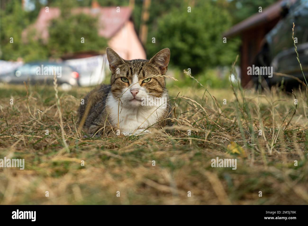 Un chat de village reposant sur l'herbe, regardant autour. Banque D'Images