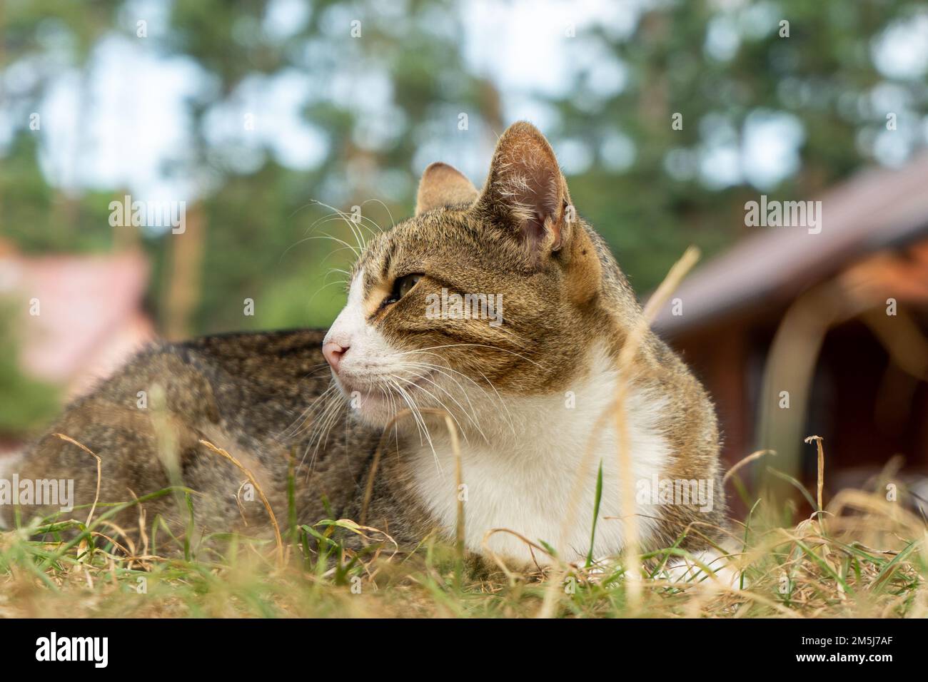 Un chat de village reposant sur l'herbe, regardant autour. Banque D'Images