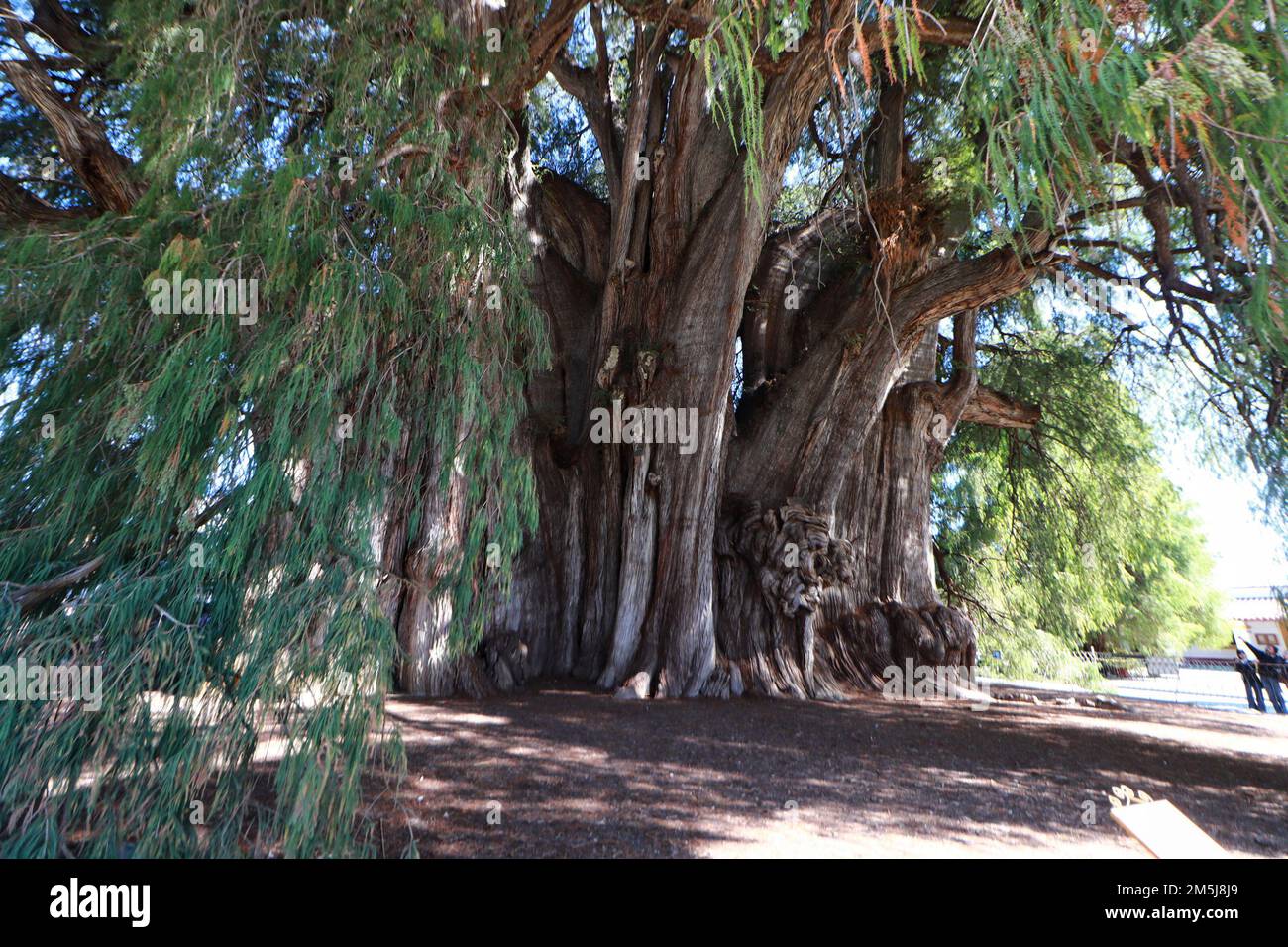 28 décembre 2022, Santa Maria El Tule, Mexique: Vue générale du genévrier gigantesque et unique appelé 'El Árbol del Tule', une des beautés naturelles d'Oaxaca avec plus de 2 000 ans, L'arbre a une hauteur de 40 mètres et un diamètre de 52,58 M. il est situé à Santa María El Tule, à 12 km de la ville d'Oaxaca. 28 décembre 2022 à Santa Maria El Tule, Mexique. (Photo de Carlos Santiago/ Eyepix Group/Sipa USA) crédit: SIPA USA/Alay Live News Banque D'Images