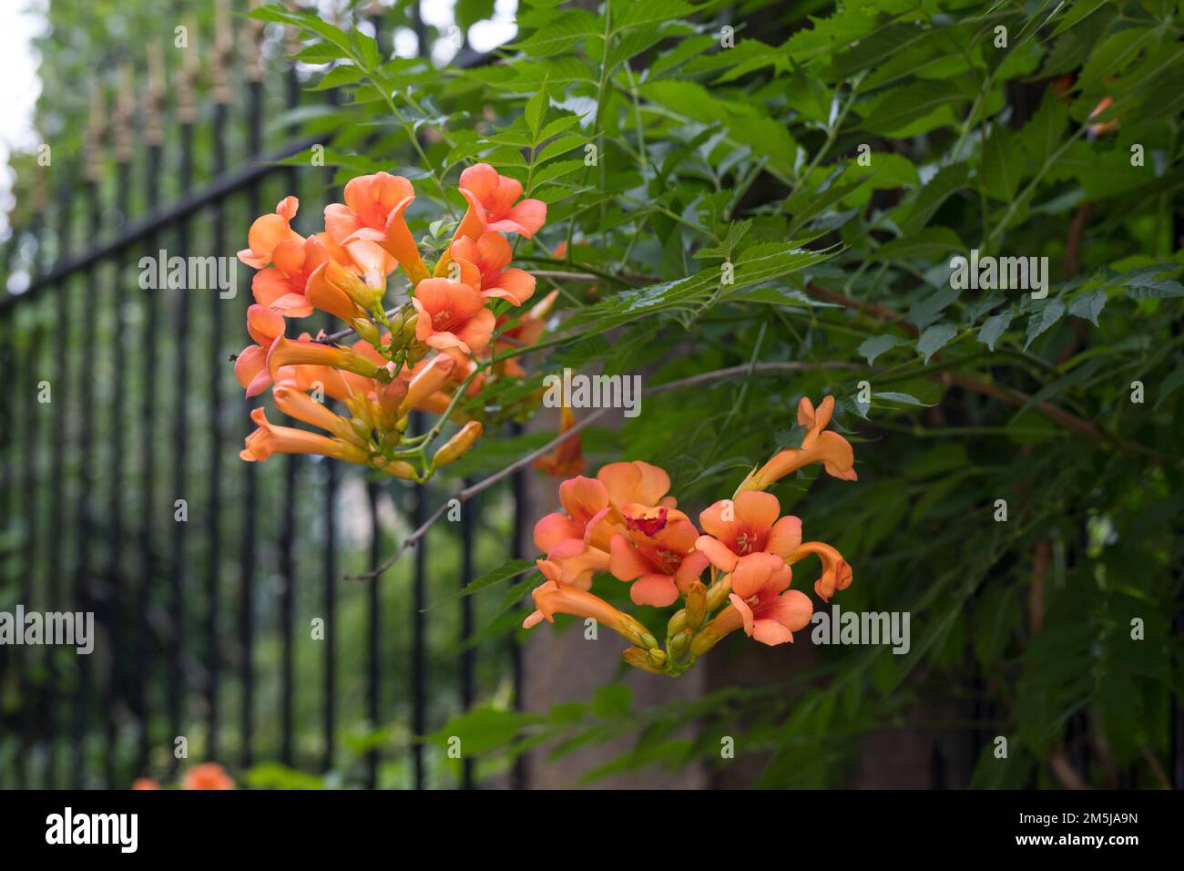 Klettertrompete, wächst an einem Zaun im Siedlungsbereich, Kletter-Trompete, Trompetenblume, Trompeten-Blume, Trompetenwande, Trompetenwein, Trompeten Banque D'Images