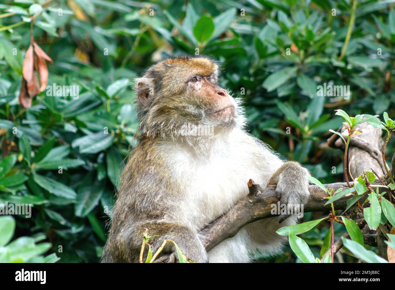 Singe macaque de Barbarie dans la forêt de singes de trentham stoke sur trent Banque D'Images