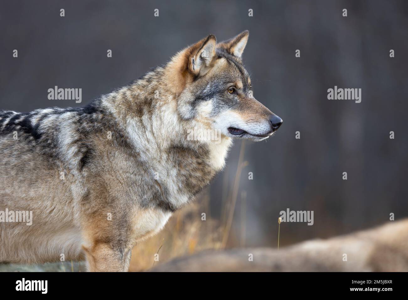 Gros plan d'un grand loup gris mâle debout sur une roche dans la forêt Banque D'Images