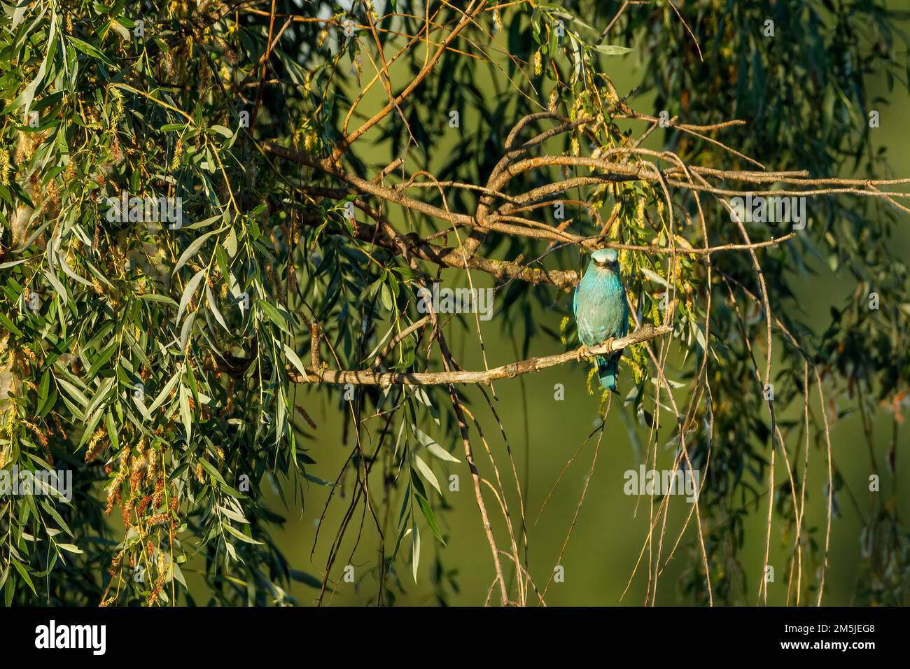 Un rouleau bleu européen dans le delta du Danube Banque D'Images