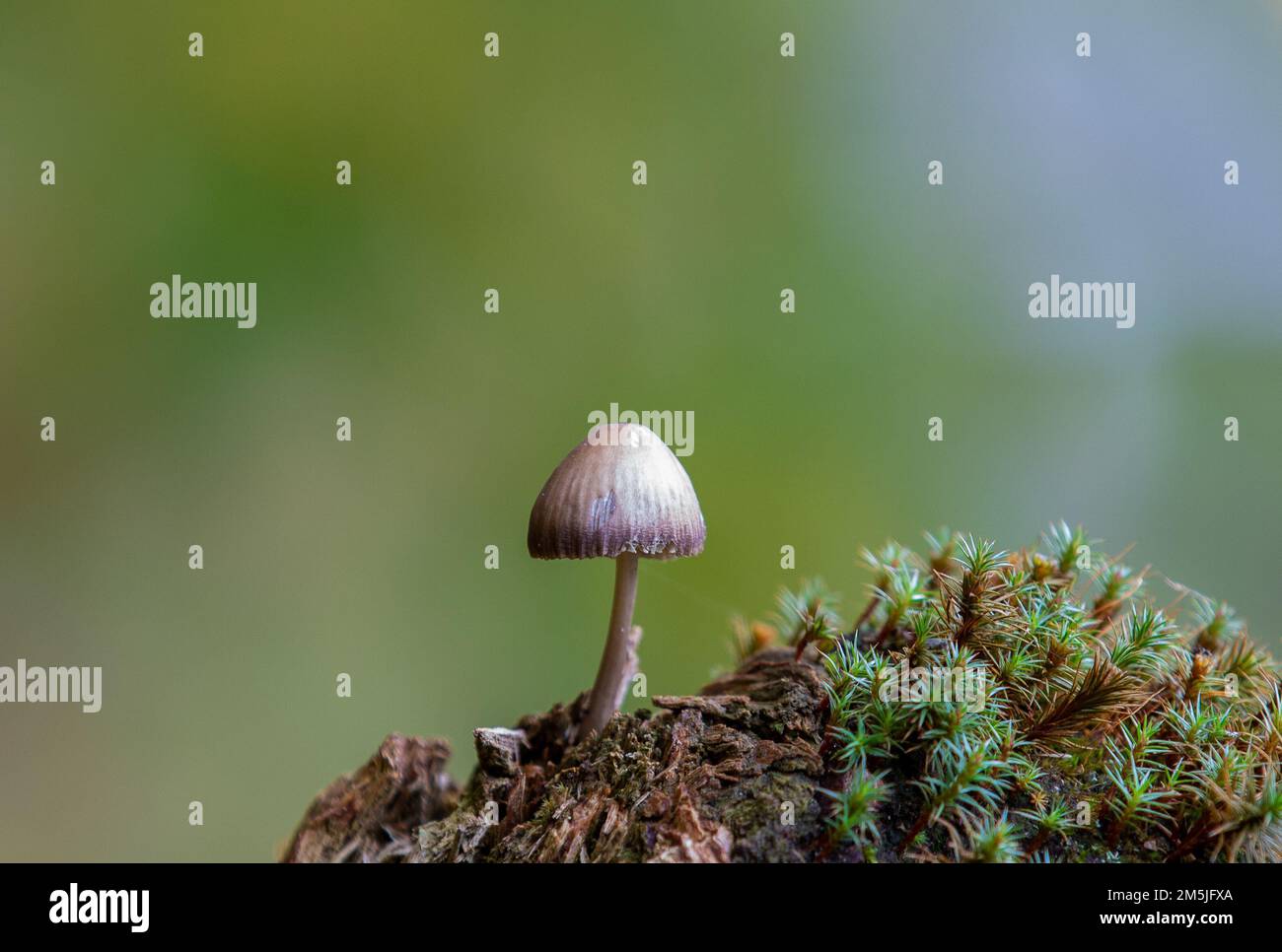 Un gros plan d'un shroom (Psilocybe cubensis) sur fond flou Banque D'Images