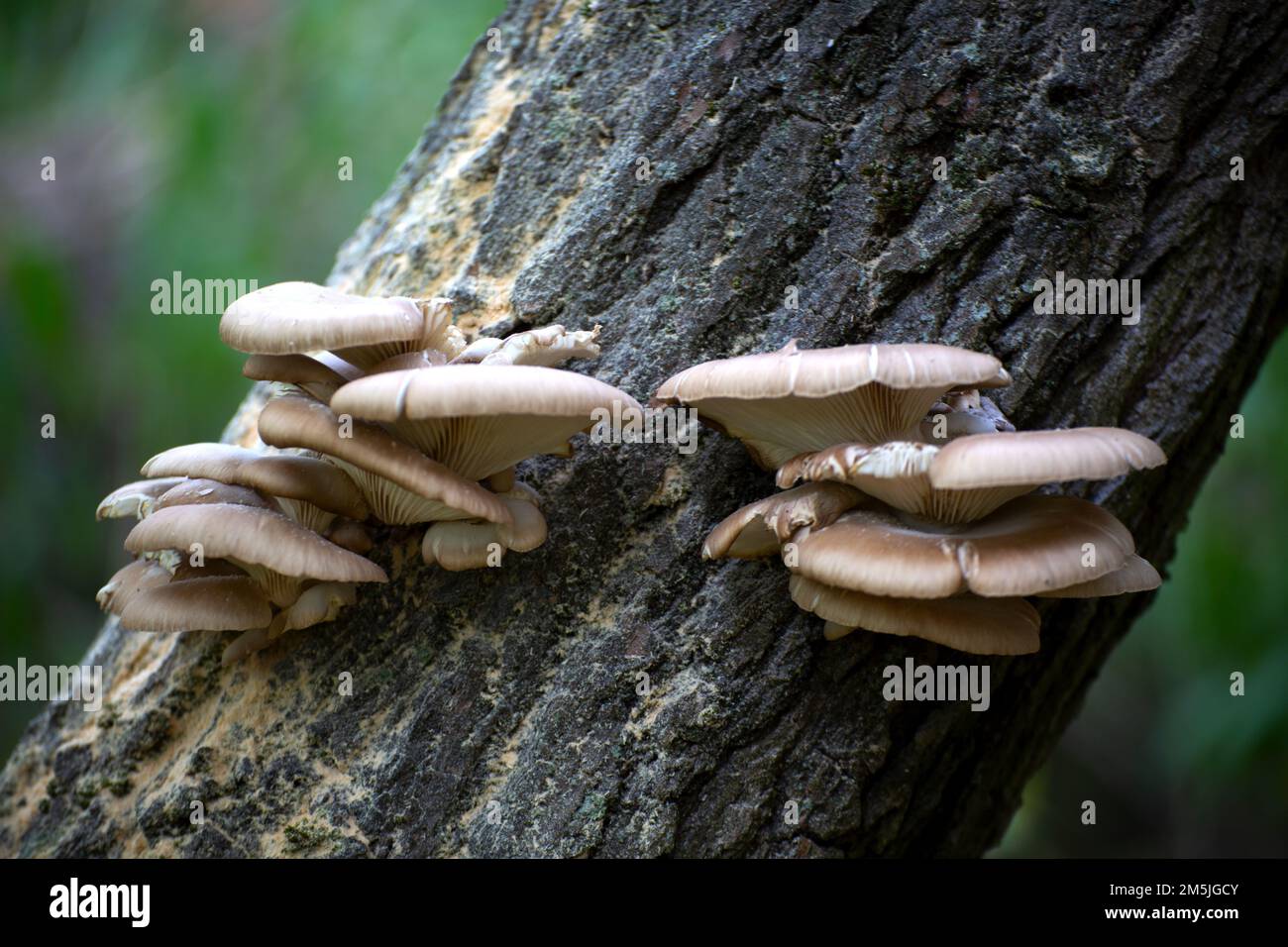 Huître Mushroom, Mushroom Pleurotus ostreatus Banque D'Images