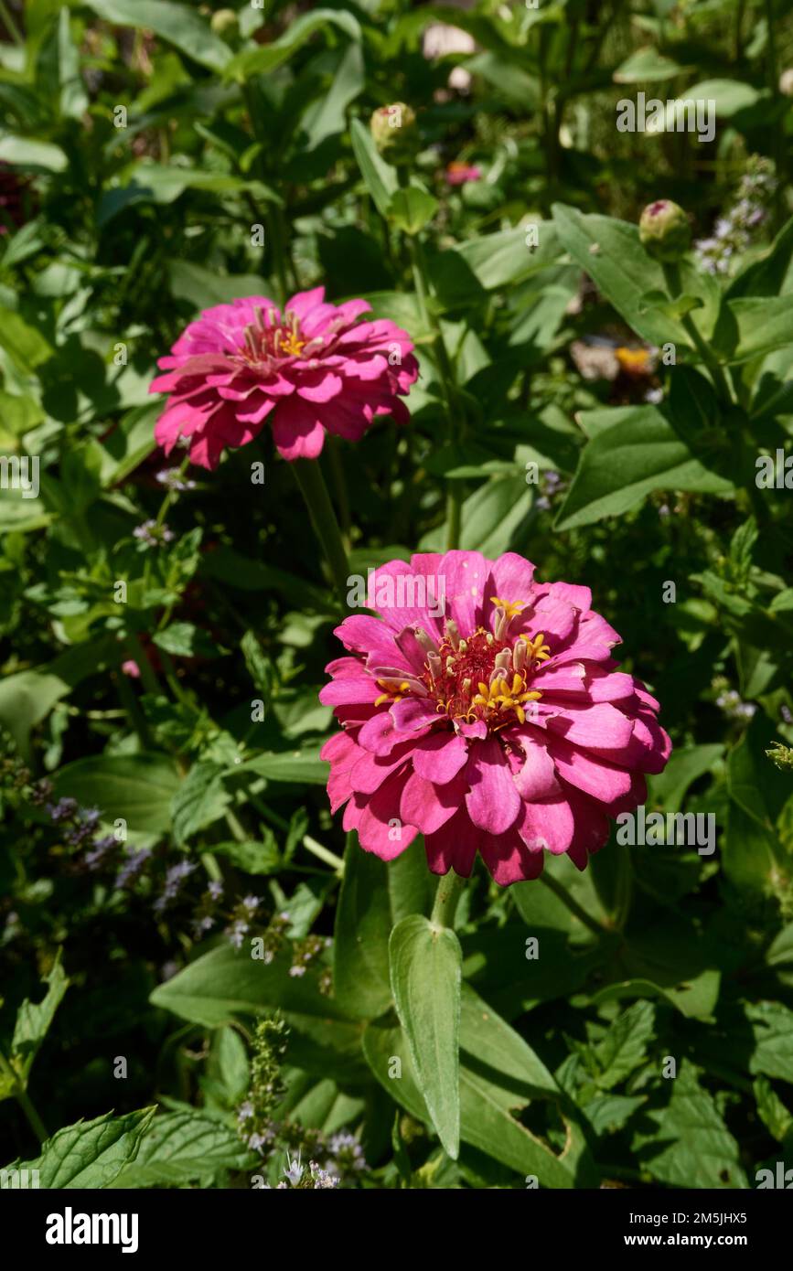 Zinnia elegans fleurs colorées Banque D'Images