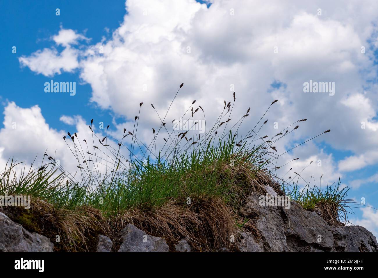 Herbes sur mur de pierre naturelle contre ciel bleu avec nuages blancs Banque D'Images