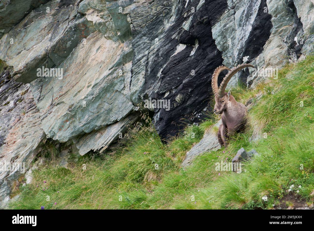 Alpensteinbock, Capra ibex, Alpine Ibex Banque D'Images