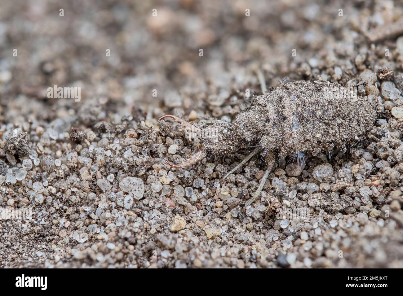 Geflecktflueglige Ameisenjungfer Larve - Ameisenloewe, Euroleon narines, Suffolk Antlion larva Banque D'Images