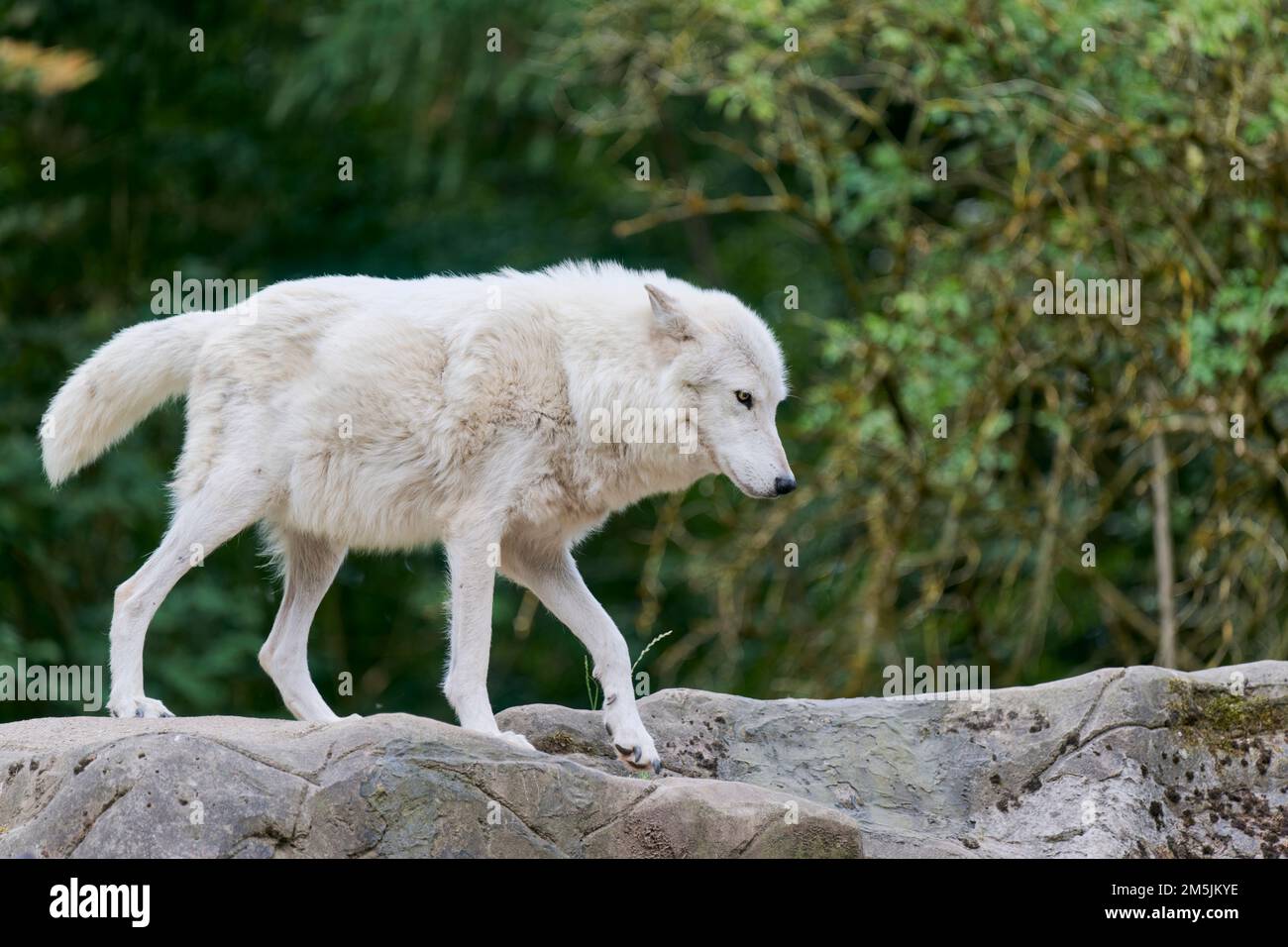 Loup de la baie d'Hudson, Canis lupus hudsonicus, Loup de la baie d'Hudson Banque D'Images