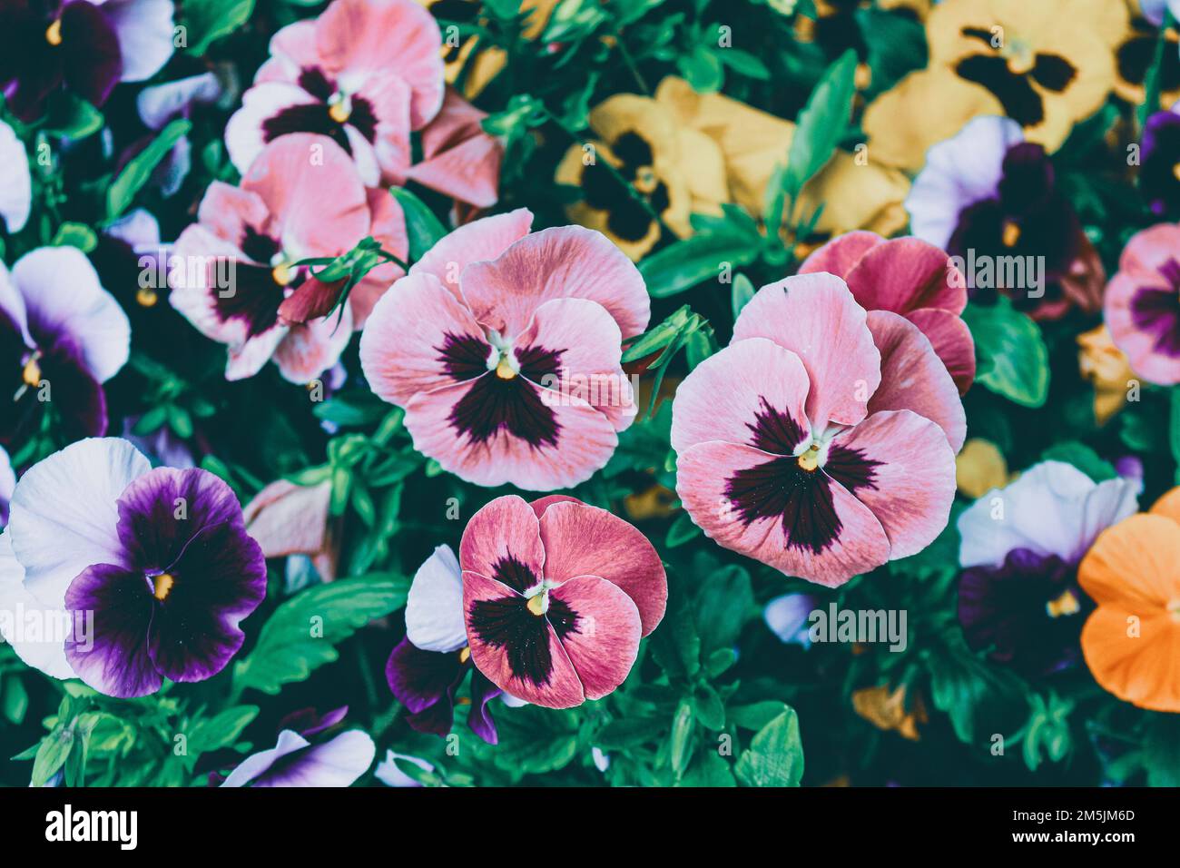 Pansies colorées en fleur. Photographié à l'arboretum. Banque D'Images