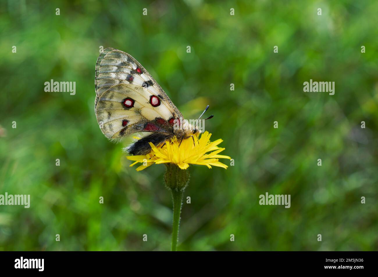 Alpenapollo, Parnassius sacerdos, papillon alpine d'Apollon Banque D'Images