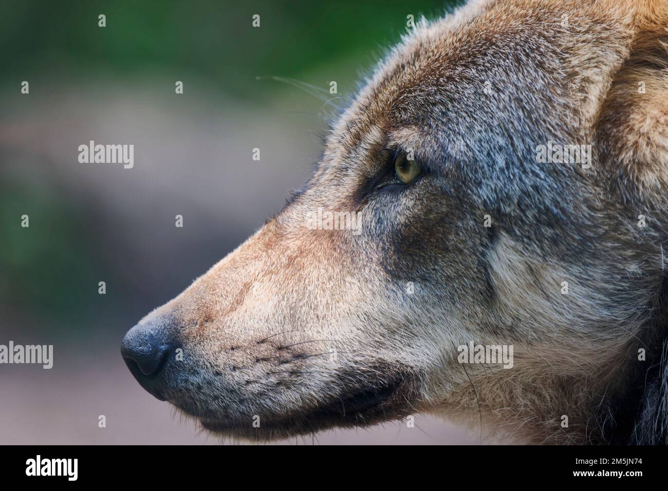 Europaeischer Loup, Canis lupus, le loup gris d'Europe Banque D'Images