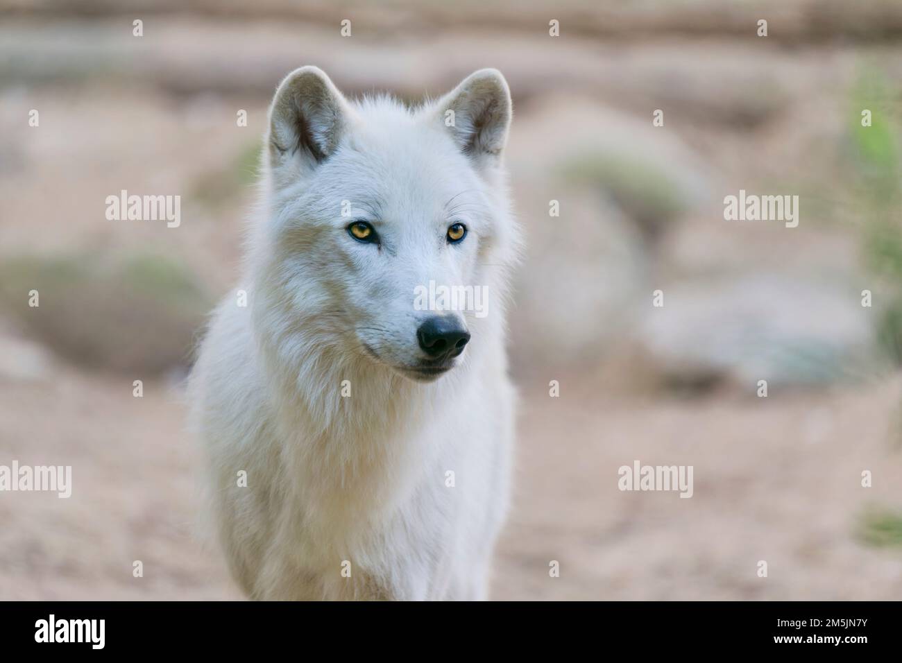 Loup de la baie d'Hudson, Canis lupus hudsonicus, Loup de la baie d'Hudson Banque D'Images