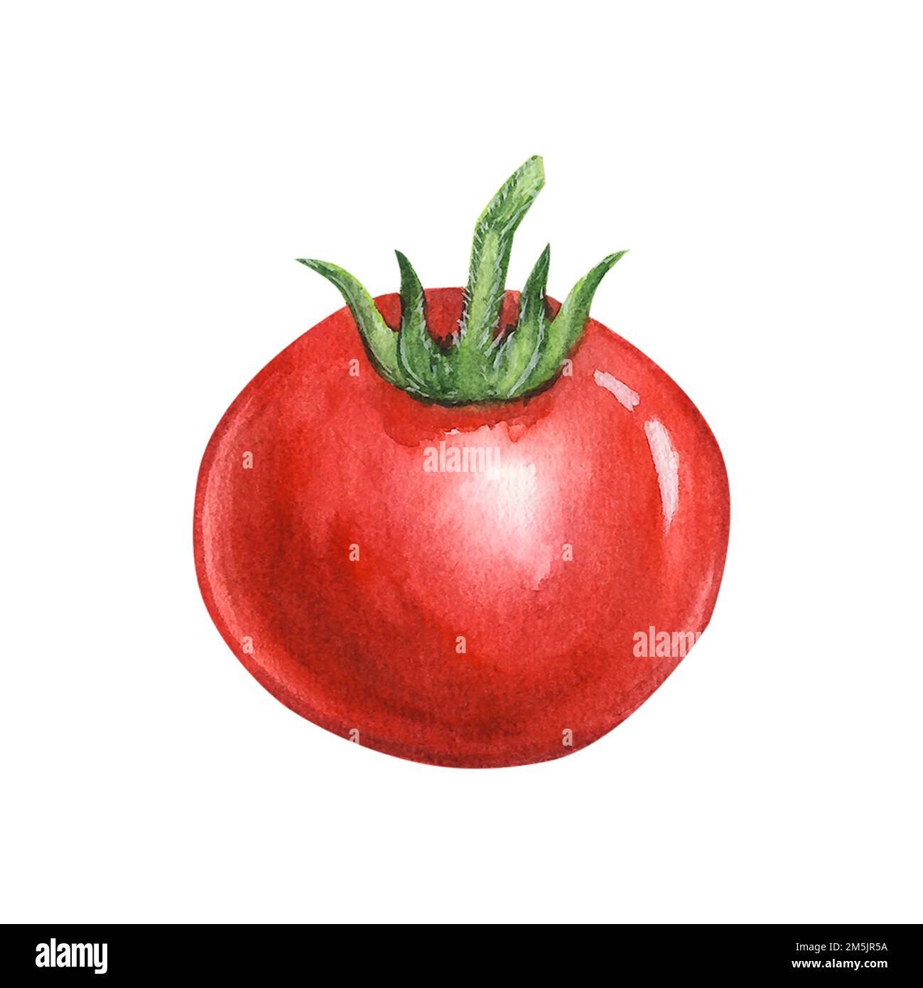 Tomate rouge juteuse. Illustration aquarelle dessinée à la main isolée sur fond blanc. Pour le menu, la conception de livre de cuisine. Banque D'Images