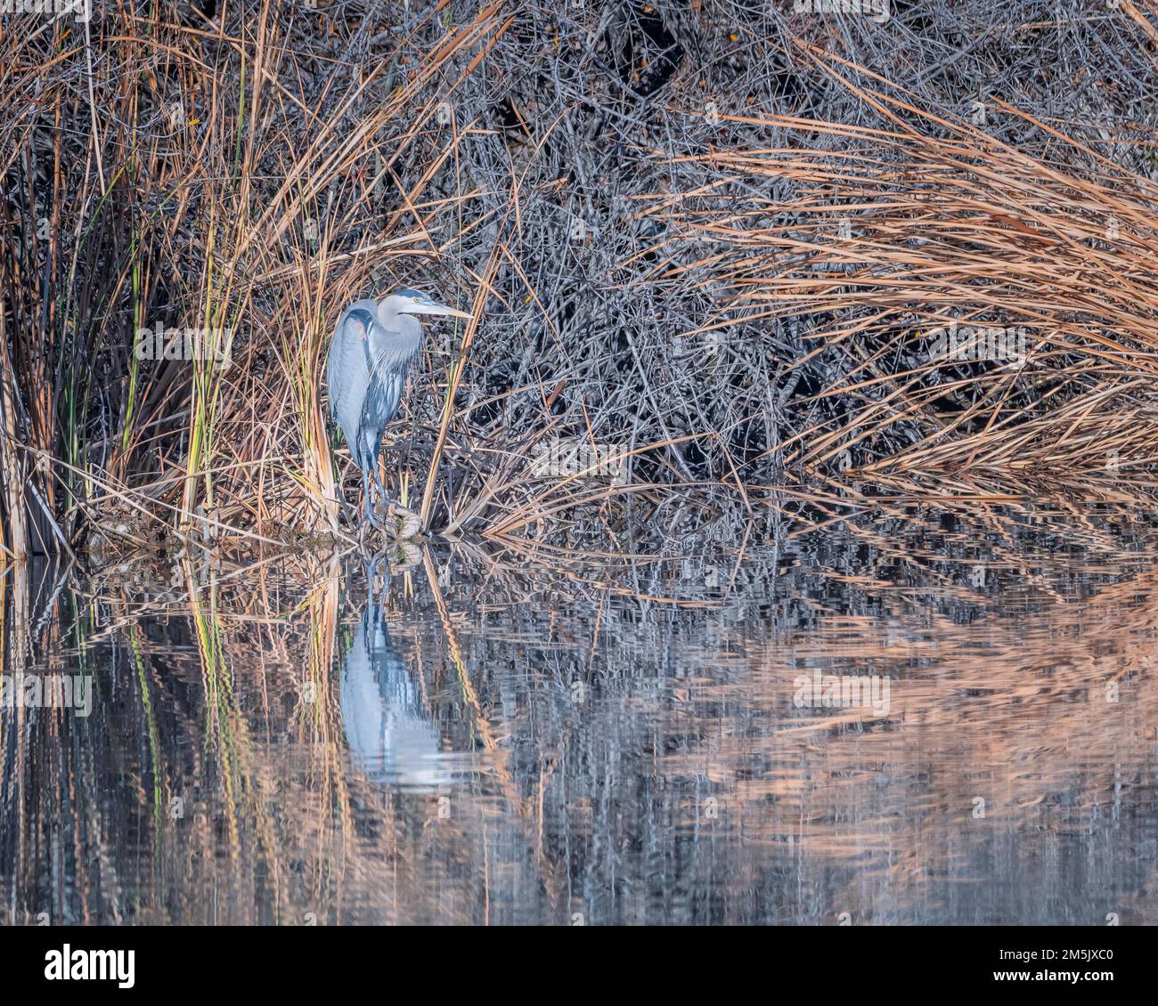 Un grand héron bleu (Ardea herodias) perche sur le bord d'un lac Franklin Canyon à Los Angeles, CA. Banque D'Images