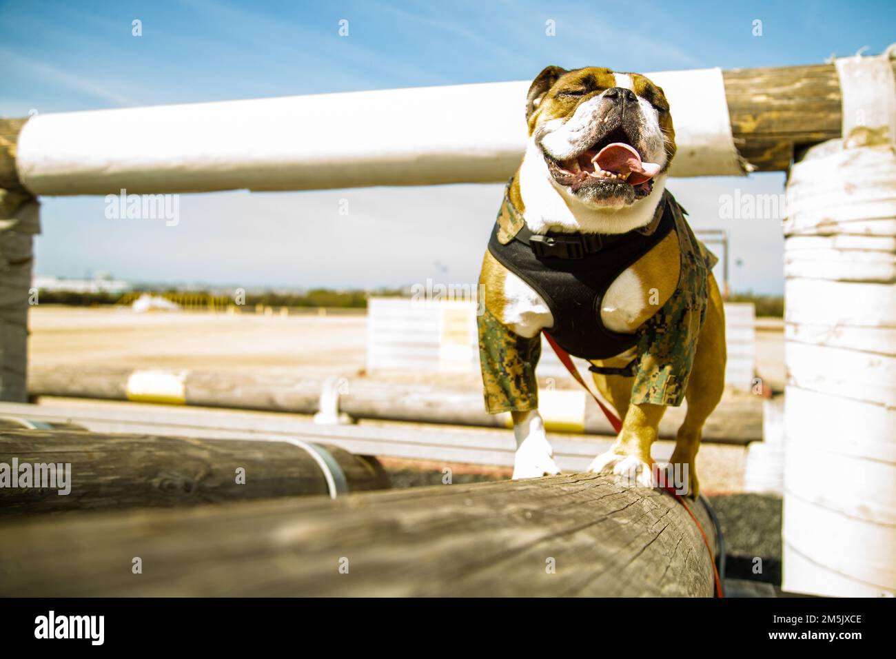 ÉTATS-UNIS Lance du corps maritime le Cpl. Manny, la mascotte du Marine corps Recruit Depot (MCRD) de San Diego, navigue sur un obstacle au MCRD, en mars. 21, 2022. Manny a visité le dépôt pour accueillir l'équipe diversifiée de personnel de la base qui s'assure que la formation des recrues est menée de manière sécuritaire et efficace. Manny porte le nom du Sgt Johnny R. Manuelito, l’un des « 29 premiers » Navajo Code Talkers. Banque D'Images