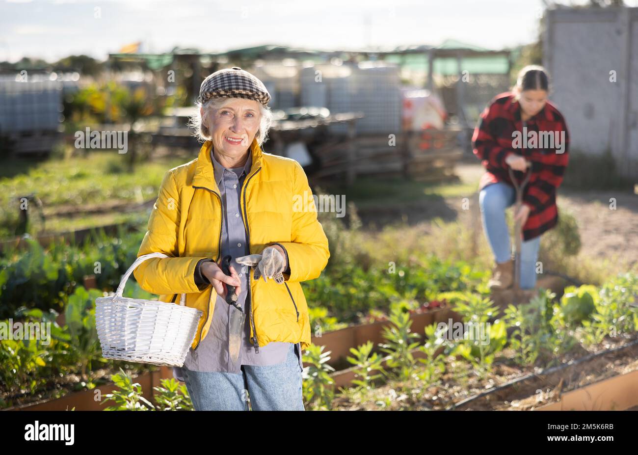 Bonne vieille femme en blouson à fermeture éclair jaune, prenant soin des  pousses de légumes et de plantes et tenant un panier d'outils de jardinage  pendant la journée en avril Photo Stock -