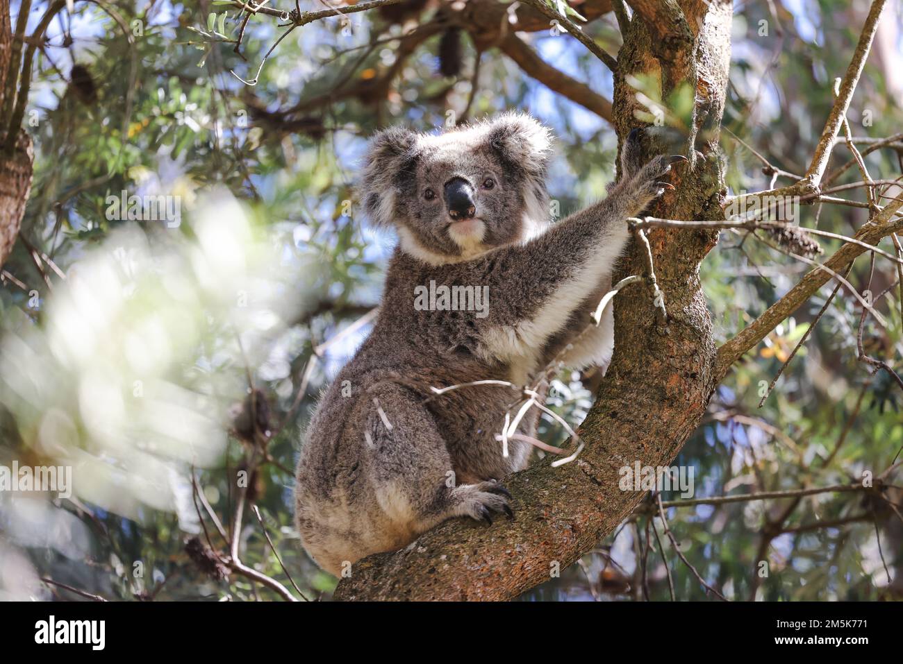Koala assis dans un arbre de gomme dans le Bush australien Banque D'Images