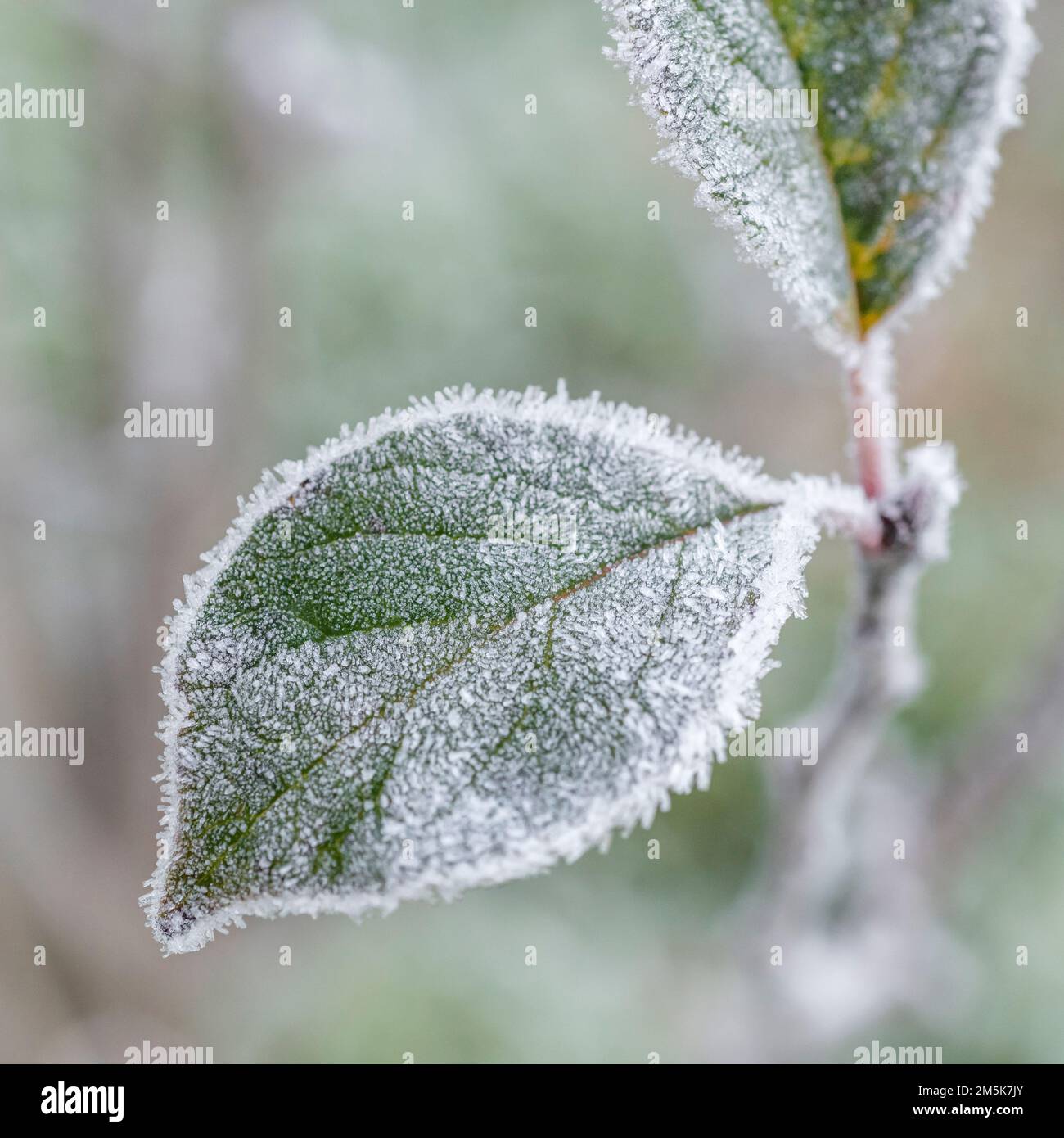 Gros plan de feuilles d'hiver dépolies (espèces non identifiées, mais sur un arbuste ou un petit arbre en croissance). Banque D'Images