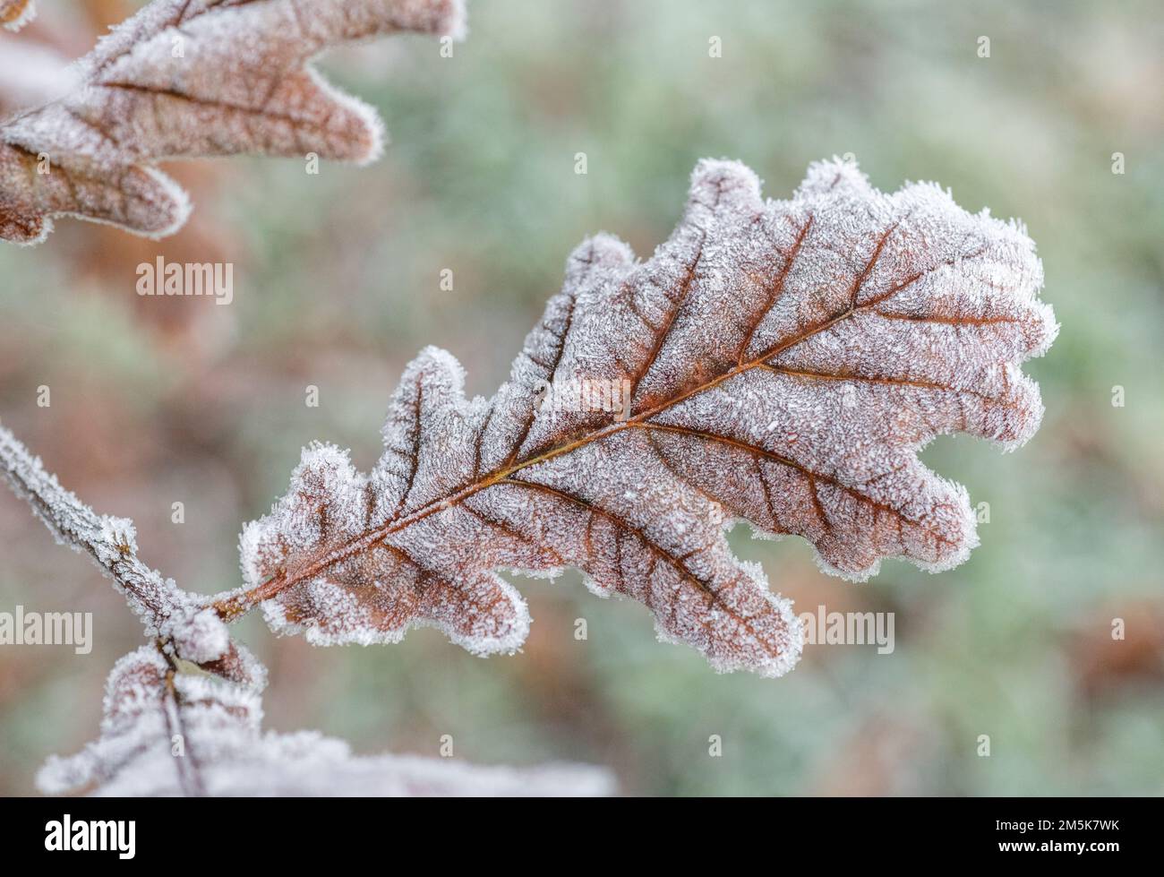Gros plan de la feuille de chêne/Quercus recouverte de gel en début de matinée. Pour le froid au Royaume-Uni, les froids d'hiver, etc Chêne une fois utilisé dans les remèdes à base de plantes. Banque D'Images