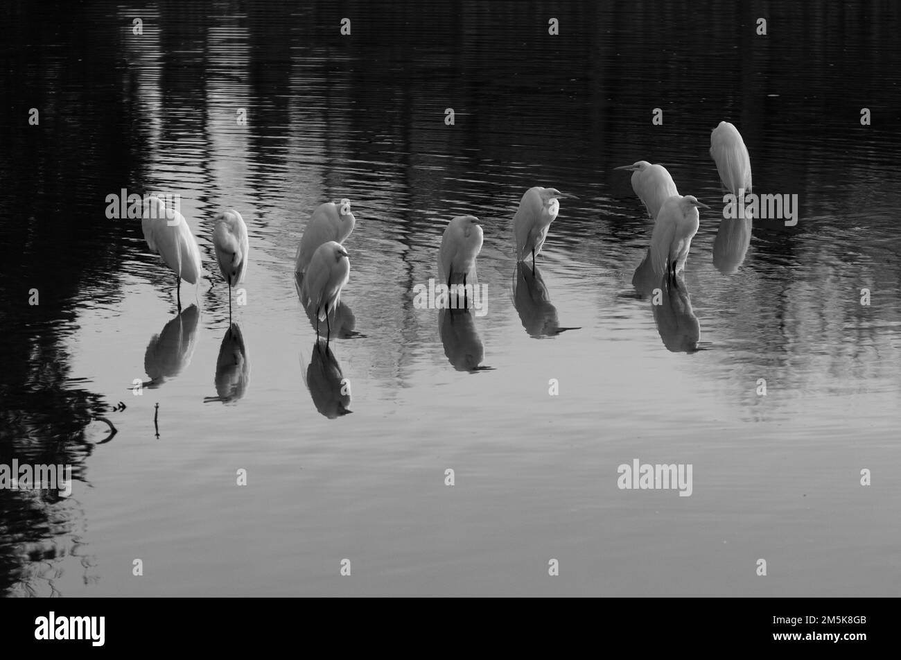 Photo en noir et blanc d'un troupeau de Grands Egrets blancs debout sur leurs réflexions dans l'eau calme d'un lac. Banque D'Images